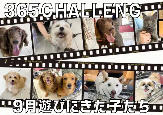 【 大倉山365チャレンジ 】過去イチの頭数が遊びにきた9月の結果！