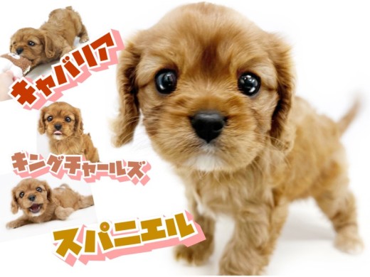 【 キャバリア 】宝石のルビーを連想させる艶のある希少カラー!陽気なキャバたん