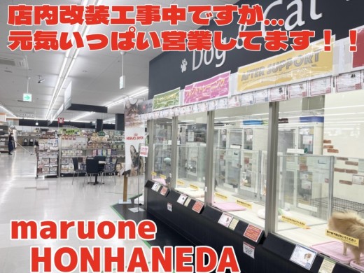 【 お知らせ 】オリンピック本羽田店一部改装工事に伴うお知らせ