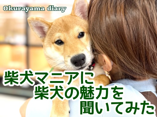 【 柴犬レポート 】柴犬マニアに柴犬の魅力を聞いてみよう!