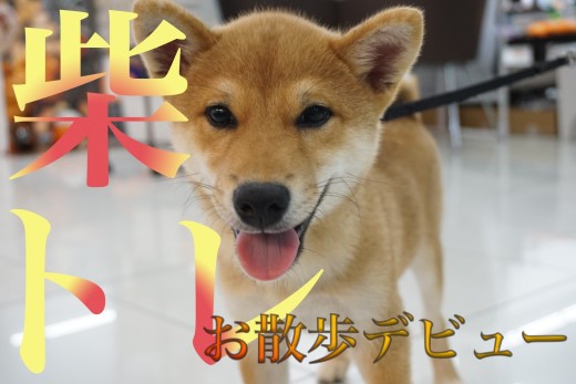 【柴トレ】柴犬に大事なお散歩&社交性トレーニングデビュー!!