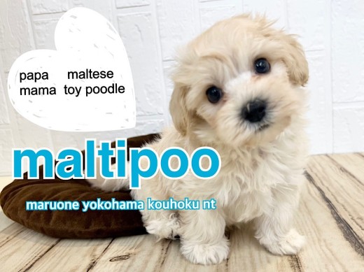 【 MIX 】人懐っこくて育てやすいMIX犬界のプリンスのマルプー!