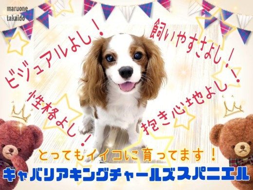 【 キャバリア 】ビジュアル良し!飼いやすさ良し!寄り添わんこに成長中!