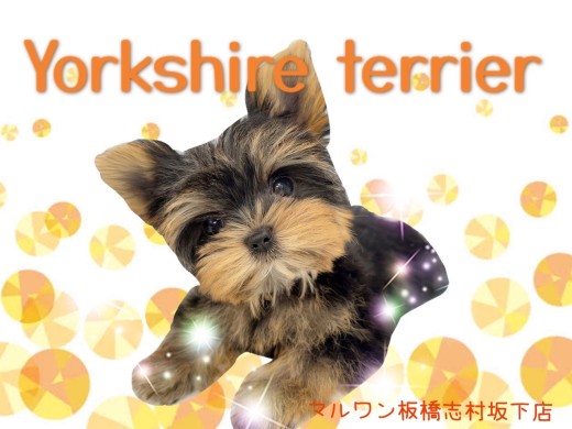 【 ヨークシャーテリア 】驚異の小ささ！体重480gのリトルプリンセスヨーキー