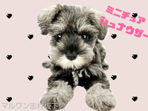 【 ミニチュアシュナウザー 】天真爛漫なベビーフェイスの女の子！