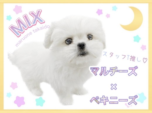 【 MIX 】スタッフTの推しわんこが最高に可愛いのでご紹介します!