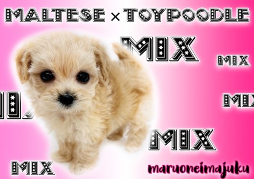 【 マルプー 】生後58日で504g!マルチーズとトイプードルの最強MIX犬登場
