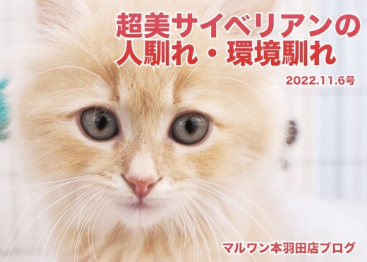 【 サイベリアン 】超美貌にゃんこ環境馴れ・人馴れ進捗レポート