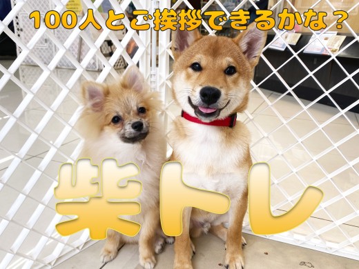 【 柴トレ 】100人とご挨拶チャレンジ!!フレンドリー柴犬になろう!!