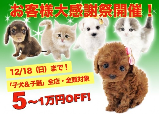 【 お客様大感謝祭開催 】マルワンからクリスマス企画はじまります！