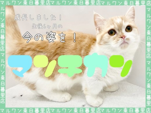 【 マンチカン 】超甘えん坊が成長すると・・・？〜ご愛嬌顔の猫の近況〜