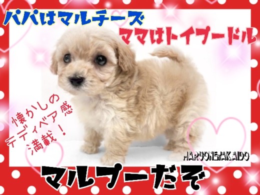 【 MIX 】MIX犬人気No.1!初心者さんでも飼いやすいむくむくマルプー!