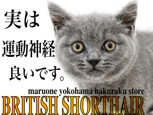 【 ブリティッシュショートヘア 】まん丸フォルムが特徴!でも実は運動神経抜群?