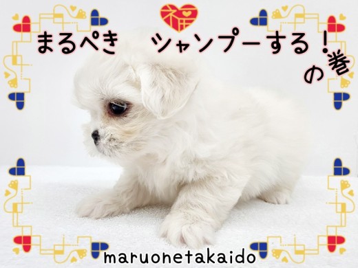 【 Mix 】まるぺきシャンプーする!の巻!