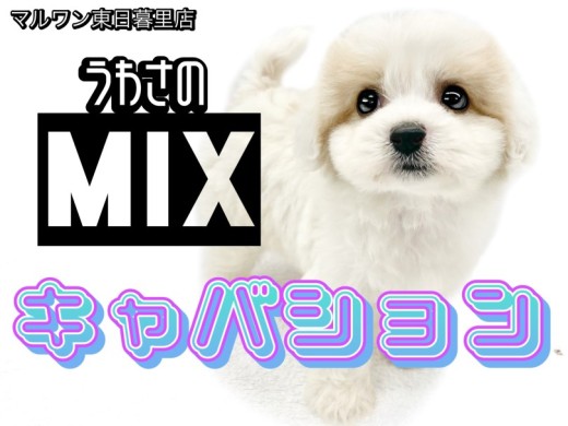 【 キャバション】SNSで爆発的人気のあのMIX！これぞMIXの理想系