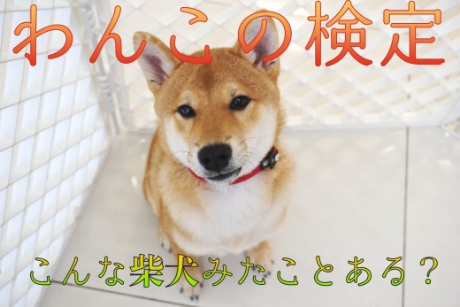 【 わんこの検定 】究極奥義!「ヘソ天爪切り」炸裂!こんな柴犬見たこと無い!