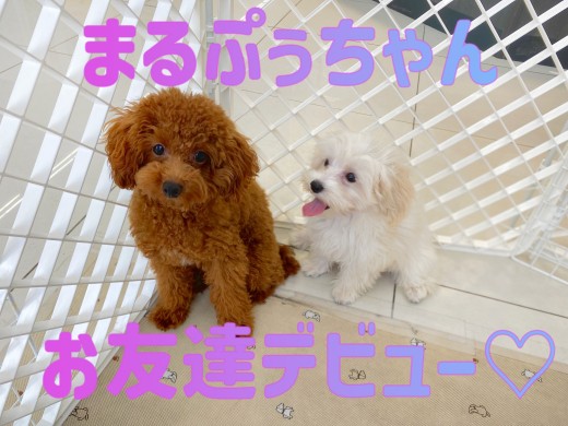 【 お友達デビュー 】まるぷぅちゃんデビュー戦!楽しく遊べたよ!