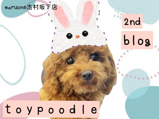 【 トイプードル 】お散歩・おすわり特訓中！生後6ヶ月トイプーちゃんの成長記録！