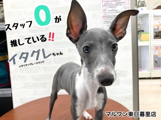 【 イタリアングレーハウンド 】スタッフOの東日暮里店推しワンコ！