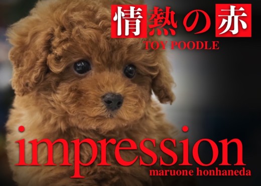 【 トイプードル 】情熱色を持った美男子!猛烈イケメンパラダイス注意報発令!