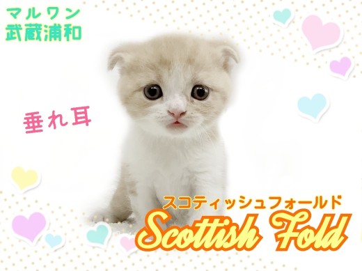 【 スコティッシュフォールド 】可愛さてんこ盛り!人見知りゼロの男の子