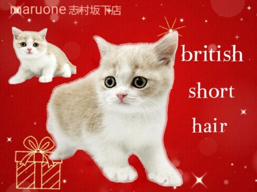 【 ブリティッシュショートヘアー 】まんまるお顔の癒し系ボーイがやってきた！