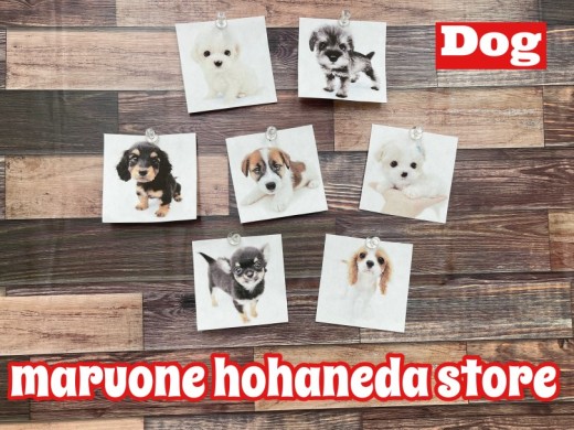 【12/16版子犬情報 】マルワン本羽田店には可愛いわんちゃんがいっぱい！