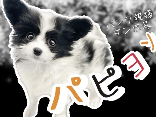 【 パピヨン 】白と黒のパンダ模様がチャームポイント！元気いっぱいな女の子