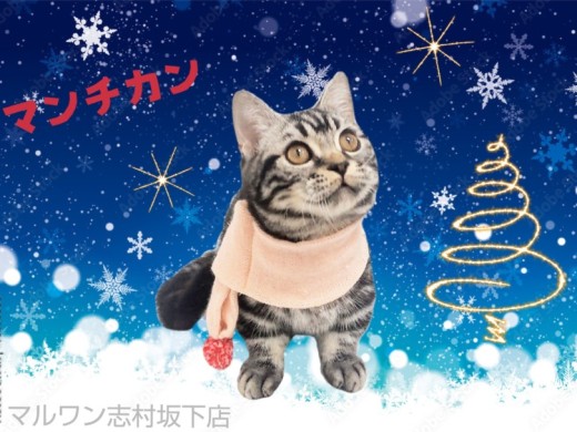 【 マンチカン 】生後5ヶ月近況報告！猫舎お引っ越しとお風呂トレーニング開始！