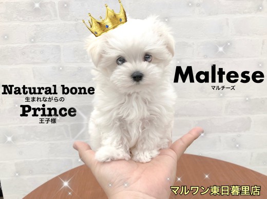 【 マルチーズ 】生まれながらの王子様！最強血統のマルチーズ