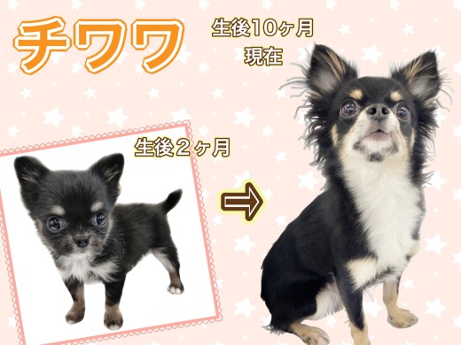 【 チワワ 】かわいいだけじゃない！気高きロングコートの美形チワワ