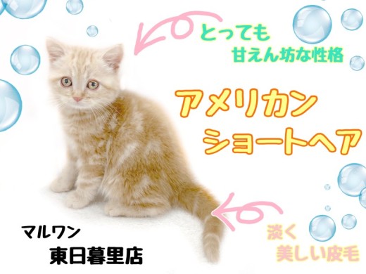 【 アメリカンショートヘア 】クリーム色の被毛と丸顔が可愛すぎ子猫