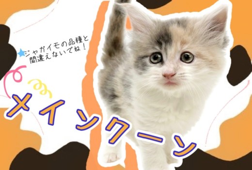 【 メインクーン 】ダイリュートキャリコのレアカラー!ギネスにも載ったあの猫種!