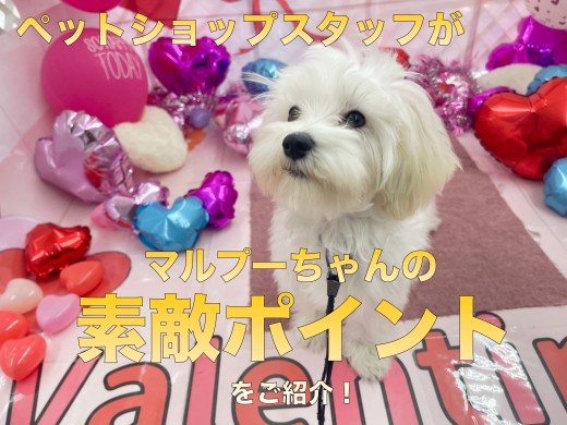 【マルプー 】生後6ヶ月を迎えた社交性抜群のスーパーわんこの成長記!