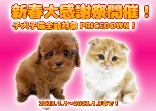 【 お年玉企画 】マルワンからプレゼント！2023新春大感謝祭やります！