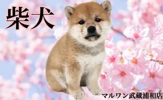 【 柴犬 】子ぐまにそっくり!おっとりのんびり屋さんの女の子!