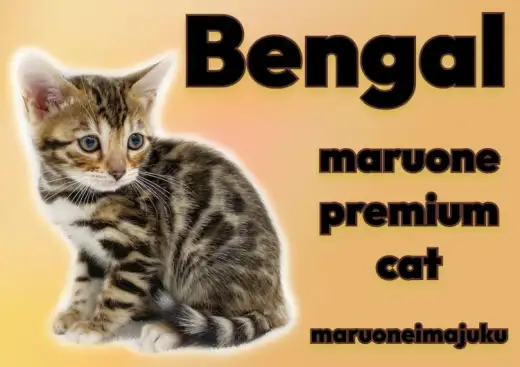 【 ベンガル 】初心者必見!美しいヒョウ柄を纏った甘えん坊なプレミアムの女の子!