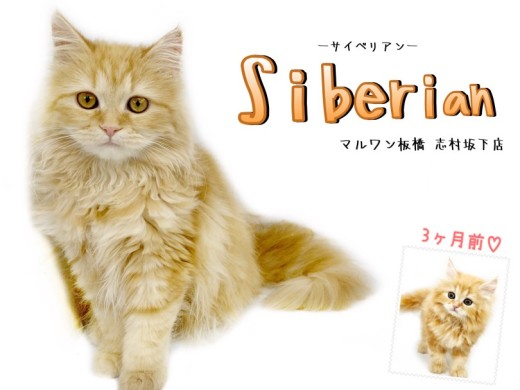 【 サイベリアン 】女の子からお姉さんに！成長したサイベちゃんをご覧あれ！