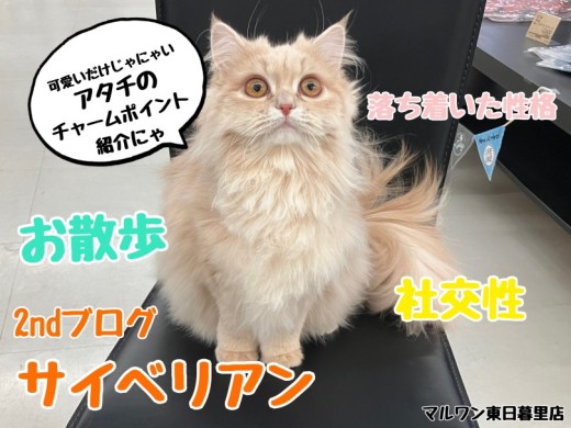 【 サイベリアン 】ワクチンが終わって新しい顔が見え始めるサイベリアンちゃん