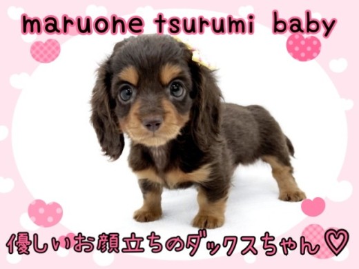 【 ミニチュアダックスフント 】優しいお顔立ちの甘えん坊ダックスちゃん!