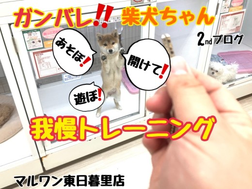 【 柴犬 】柴犬ちゃんの我慢トレーニング風景