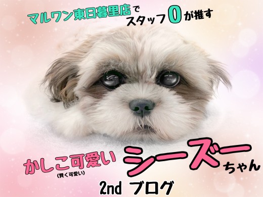 【 シーズー 】可愛いだけかと思いきや賢くいい子に成長中！