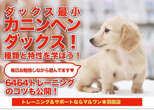 【 カニンヘンダックスフント 】ダックス基礎知識と6464トレーニング!