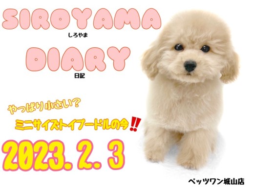 【 しろやま日記 】本当に小さめ?リトルサイズのトイプードルちゃん今現在