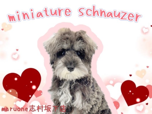 【 ミニチュアシュナウザー 】チョコッとご紹介！美しきレディーへと成長中♪