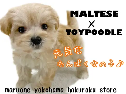 【 MIX 】大人気ミックス犬マルプー！愛らしさ抜群の魅力に迫る！