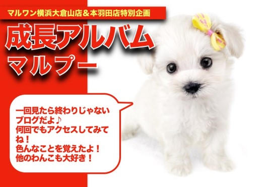 【 マルプーのアルバム 】学習能力と社会性が優秀なマルプーちゃんの成長記