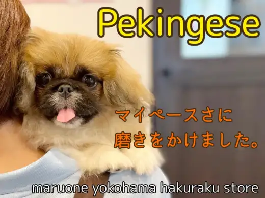 【 ペキニーズ 】シャンプーデビュー！マイペースさに拍車のかかったむっちりわんこ