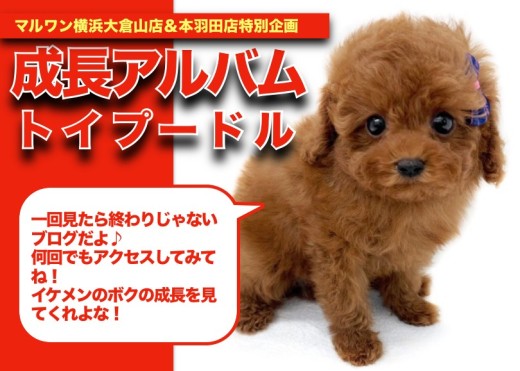 【 トイプーちゃんのアルバム】グッドプロポーションのレッドちゃんの成長記録!