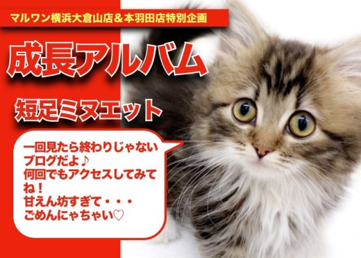 【 ミヌエット ちゃんの成長アルバム】甘えん坊過ぎてる短足ミヌエットちゃんの成長記!